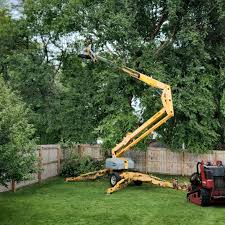 Best Tree Cabling and Bracing  in Lagunitas Forest Knolls, CA
