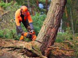 Best Tree Disease Treatment  in Lagunitas Forest Knolls, CA