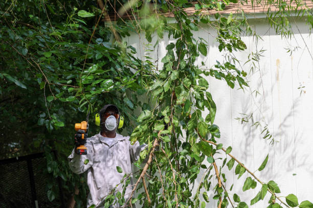 Best Tree Health Inspection  in Lagunitas Forest Knolls, CA