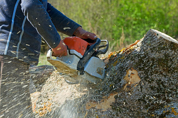 Best Storm Damage Tree Cleanup  in Lagunitas Forest Knolls, CA