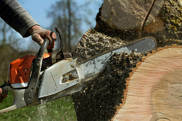 Best Tree and Shrub Care  in Lagunitas Forest Knolls, CA