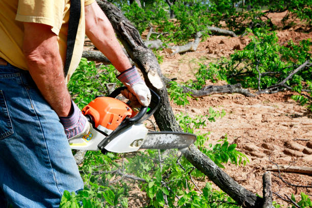 Reliable Lagunitas Forest Knolls, CA Tree Removal Solutions
